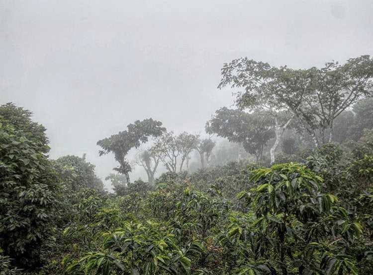 Mapache Estate Natural