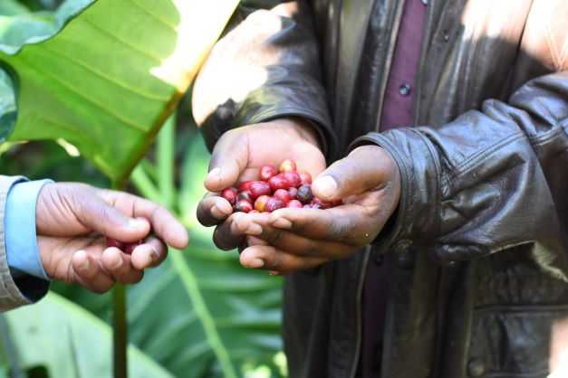 Mwika North Peaberry