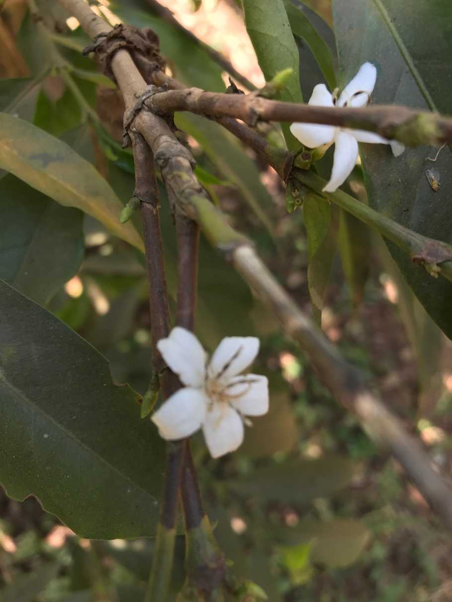 Gedeb Shabella Anaerobic