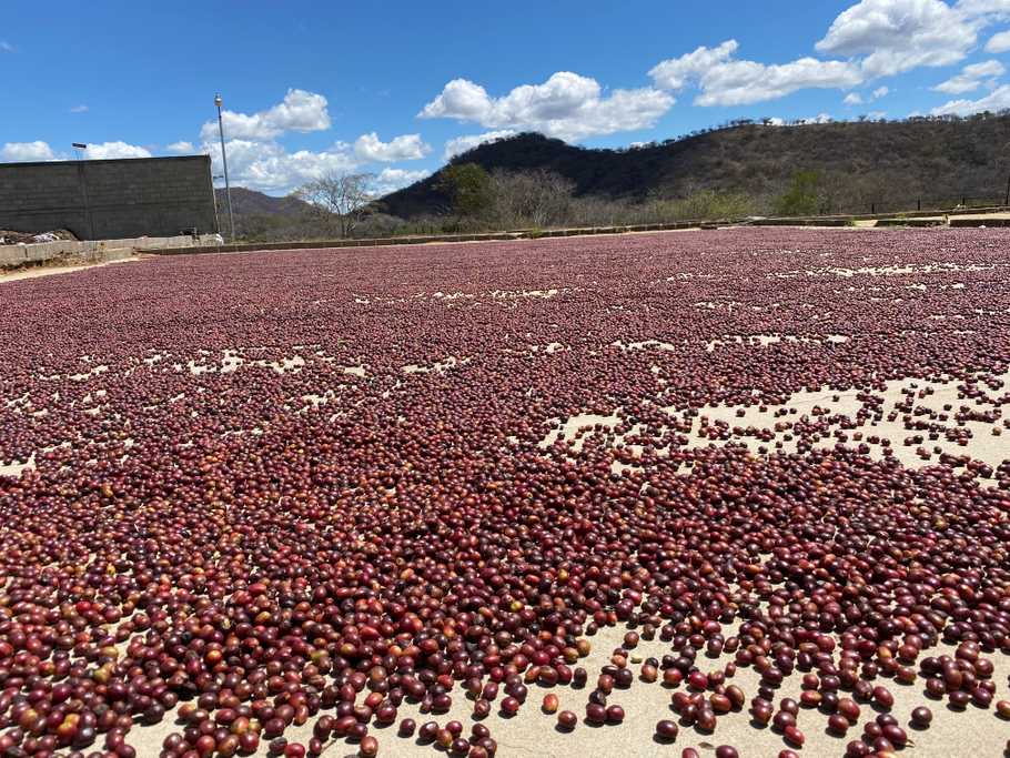 Ojo de Agua Gesha